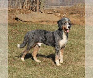 Father of the Bernedoodle (Miniature) puppies born on 05/26/2025