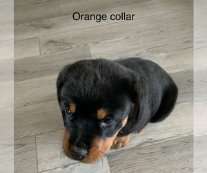 Rottweiler Puppy for sale in JACKSONBURG, IN, USA