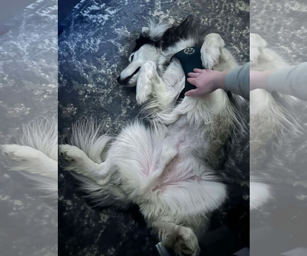 Medium Photo #4 Siberian Husky Puppy For Sale in Carrollton, TX, USA