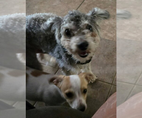 Medium Photo #4 Poodle (Miniature) Puppy For Sale in San Antonio, TX, USA