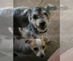 Tito - Male Poodle (Miniature) Dog for Adoption - Photo #4