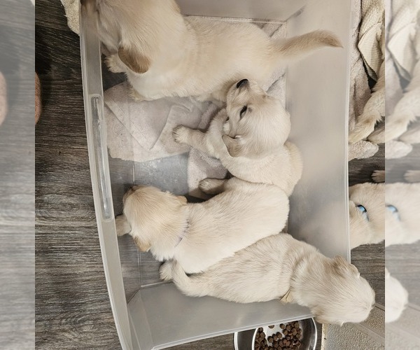 Medium Photo #1 English Cream Golden Retriever Puppy For Sale in SODDY DAISY, TN, USA