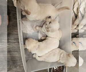 English Cream Golden Retriever Litter for sale in SODDY DAISY, TN, USA