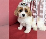 Small #9 Cavapoo