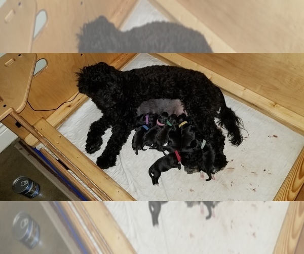 Medium Photo #2 Portuguese Water Dog Puppy For Sale in LEANDER, TX, USA