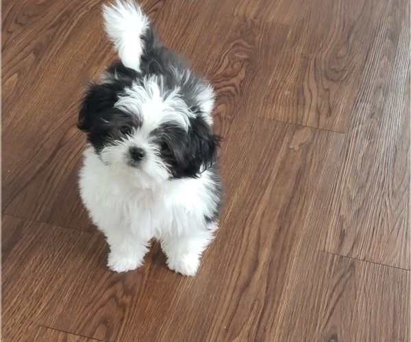 Medium Photo #3 Mi-Ki Puppy For Sale in GRANGER, IN, USA