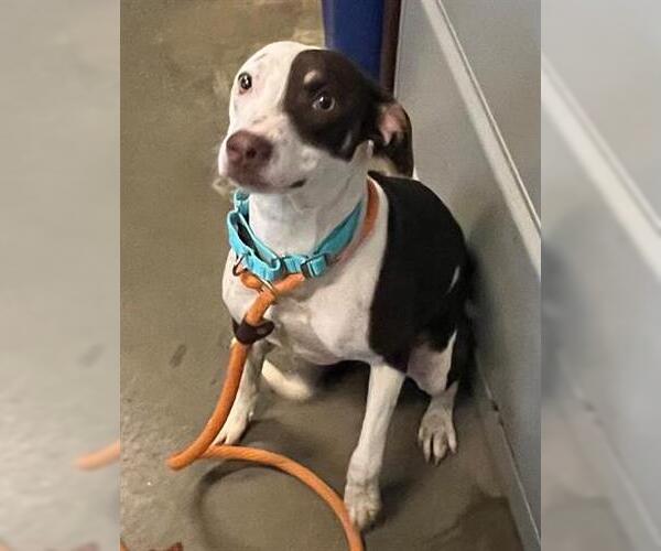 Medium Photo #2 Pointer-Unknown Mix Puppy For Sale in Houston, TX, USA