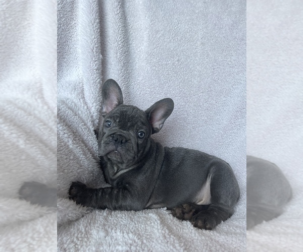 Medium Photo #3 French Bulldog Puppy For Sale in HAMDEN, CT, USA