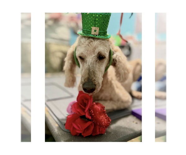 Medium Photo #2 Mutt Puppy For Sale in Mooresville, NC, USA