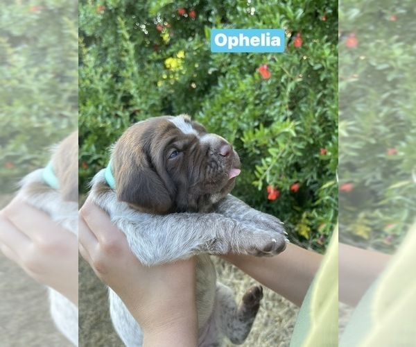 Medium Photo #21 Pointer Puppy For Sale in SACRAMENTO, CA, USA