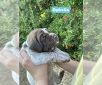 Puppy 6 Pointer