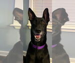 Small German Shepherd Dog Mix