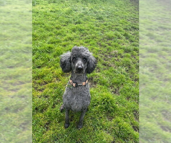 Medium Photo #1 Poodle (Standard) Puppy For Sale in Sequim, WA, USA