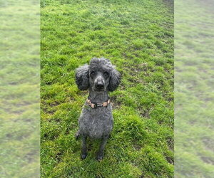 Poodle (Standard) Dogs for adoption in Sequim, WA, USA