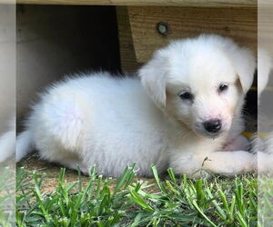 Great Pyrenees-Unknown Mix Dogs for adoption in Evansville, IN, USA