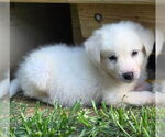 Small Great Pyrenees Mix