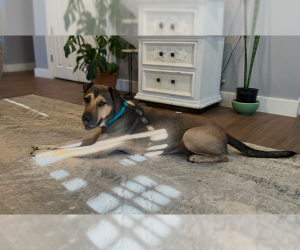 Medium Photo #3 German Shepherd Dog-Unknown Mix Puppy For Sale in MIDWAY, UT, USA
