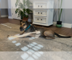 Small #2 German Shepherd Dog Mix