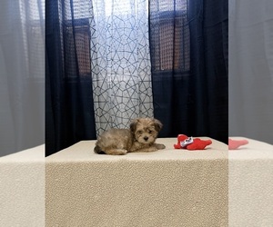 Yorkshire Terrier Puppy for sale in BENSON, NC, USA