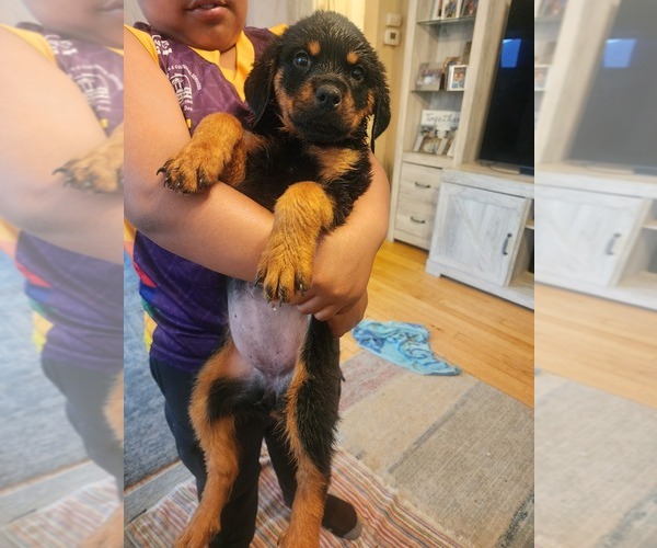 Medium Photo #10 Rottweiler Puppy For Sale in RACINE, WI, USA