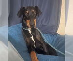 Small Doberman Pinscher
