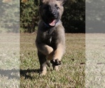 Small Photo #1 German Shepherd Dog Puppy For Sale in NEW ORLEANS, LA, USA