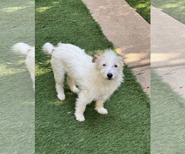 Medium Photo #4 Mutt Puppy For Sale in Dana Point, CA, USA