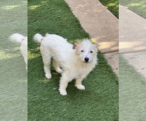 Ella and Shelby - Female Mutt Dog for Adoption - Photo #4