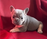 Small Photo #13 French Bulldog Puppy For Sale in COLORADO SPRINGS, CO, USA