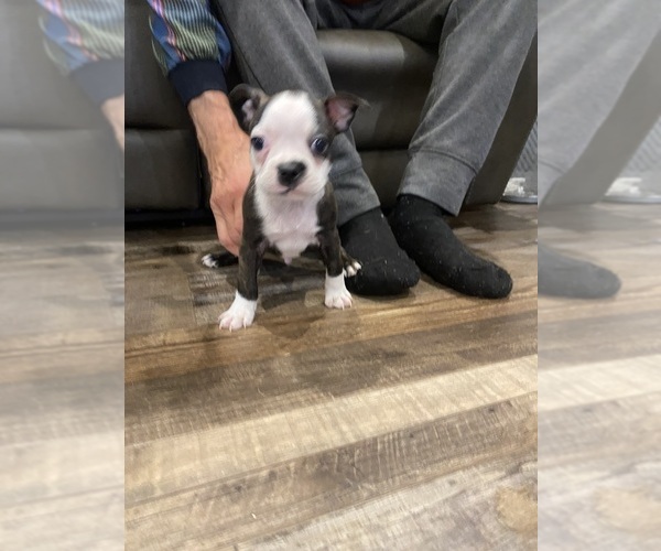 Medium Photo #4 Boston Terrier Puppy For Sale in FREDONIA, KS, USA