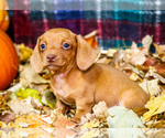 Small Photo #41 Dachshund Puppy For Sale in WAKARUSA, IN, USA
