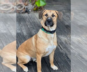 Boxer-Unknown Mix Dogs for adoption in Dana Point, CA, USA