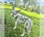 Small Photo #1 French Bulldog Puppy For Sale in VALRICO, FL, USA