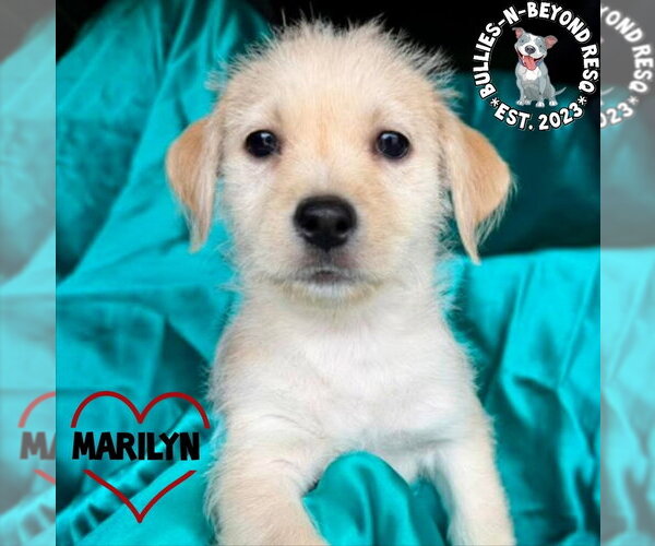 Medium Photo #4 Mutt Puppy For Sale in Omaha, NE, USA