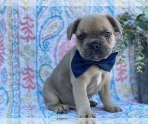 French Bulldog Puppy for sale in LANCASTER, PA, USA