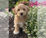 Small #2 Coton de Tulear-Poodle (Toy) Mix