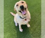Small #2 Labrador Retriever