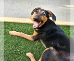 Small #1 Doberman Pinscher-German Shepherd Dog Mix