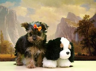 Yorkshire Terrier Puppy for sale in PORTSMOUTH, OH, USA