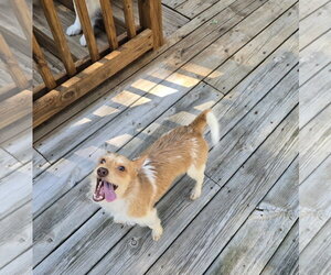 Rambler - Male Jack Chi Dog for Adoption - Photo #6