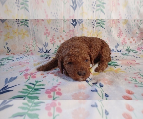 Medium Photo #4 Goldendoodle (Miniature) Puppy For Sale in PAULINE, SC, USA
