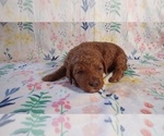 Small Photo #4 Goldendoodle (Miniature) Puppy For Sale in PAULINE, SC, USA