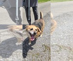 Small #3 Beagle Mix