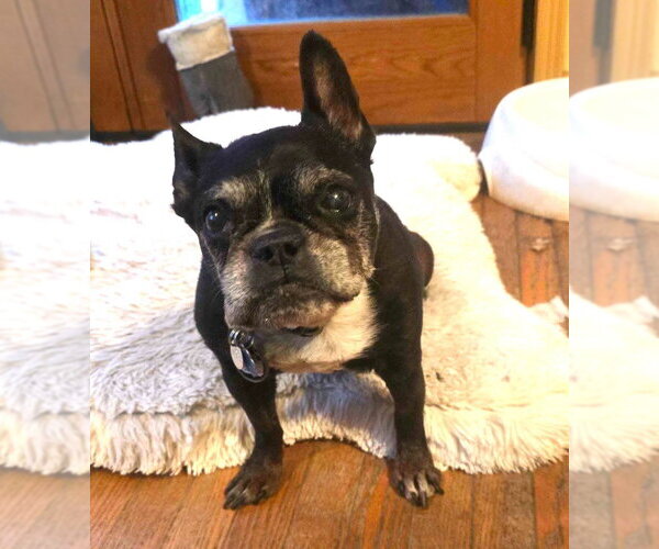 Medium Photo #2 Boston Terrier Puppy For Sale in Salt Lake City, UT, USA