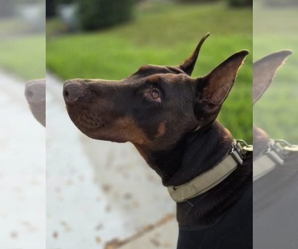 Medium Photo #120 Doberman Pinscher Puppy For Sale in FORT LAUDERDALE, FL, USA