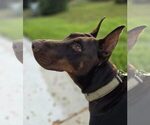 Small Photo #120 Doberman Pinscher Puppy For Sale in FORT LAUDERDALE, FL, USA