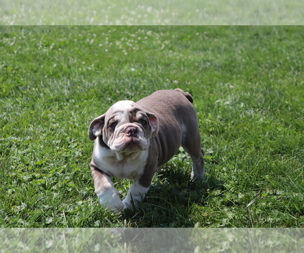 Medium Photo #1 English Bulldog Puppy For Sale in SHILOH, OH, USA