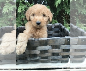 Goldendoodle Puppy for sale in GOSHEN, IN, USA