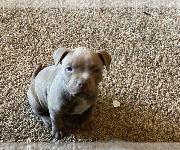Medium Photo #7 American Pit Bull Terrier Puppy For Sale in OVERLAND, KS, USA