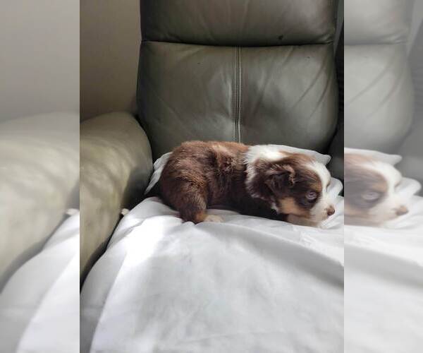 Medium Photo #6 Miniature Australian Shepherd Puppy For Sale in WILLIAMSBURG, CO, USA